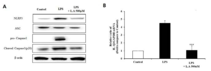 The effects of α-Lipoic acid on production of LPS-induced NLRP3 inflammasome in BV2 microglial cells