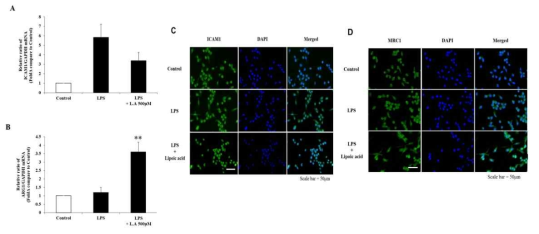 Lipoic acid prohibit the expression of pro-inflammatory cytokine in M1 polarized BV2 microglial cells by LPS