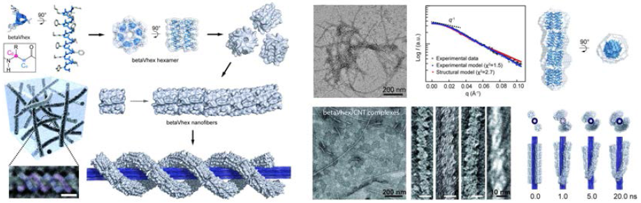 서열기반 디자인을 통한 베타-펩타이드와 탄소나노튜브의 자리조립화와 (왼) TEM, SAXS, MD simulation으로 복합체 구조 분석