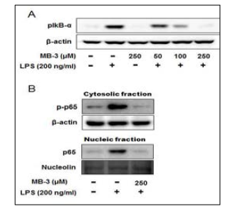 LPS로 자극된 BV-2 미세교세포에서 MB-3의 역할 확인