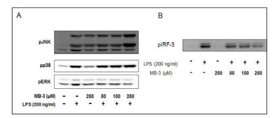 LPS로 자극된 BV-2 미세교세포에서 MB-3의 역할 확인