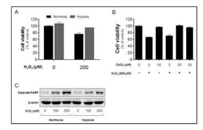 Hypoxia 및 chemical hypoxia 조건에서 산화적 스트레스에 의한 신경세포사 억제 효능 확인