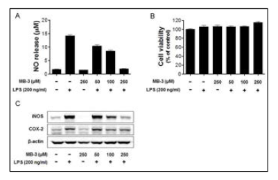 LPS로 유도된 신경염증에서 MB-3의 염증 완화효과 확인