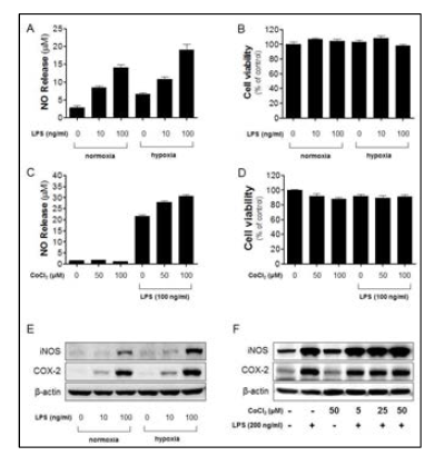 Hypoxia 및 chemical hypoxia 조건에서 신경염증 반응과 HIF-α 분자와의 상관관계