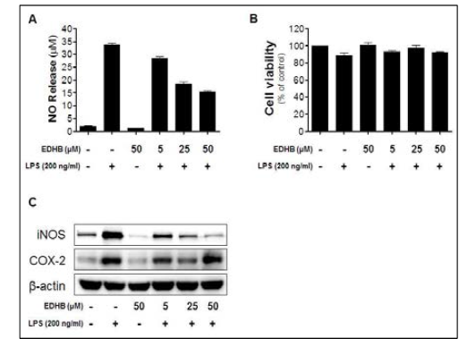 LPS로 자극된 BV-2 미세교세포에서 EDHB의 역할 확인