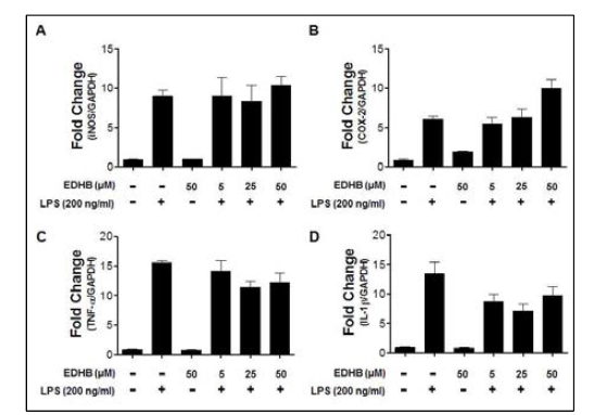 LPS로 자극된 BV-2 신경교세포에서 EDHB의 염증성 전사인자 억제 효능 확인