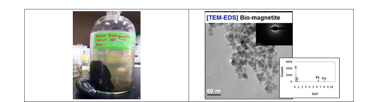 철환원미생물을 이용하여 합성한 Bio-magnetite의 사진(좌) 및 TEM-EDS 분석결과(우)