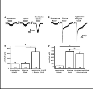 Additive effect between hypotaurine- and glycineinduced responses