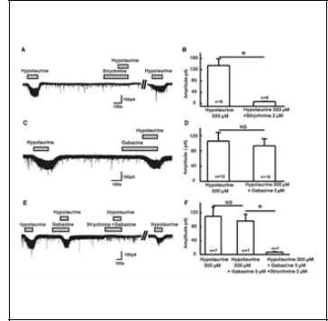 Effects of strychnine and gabazine on hypotaurineinduced responses