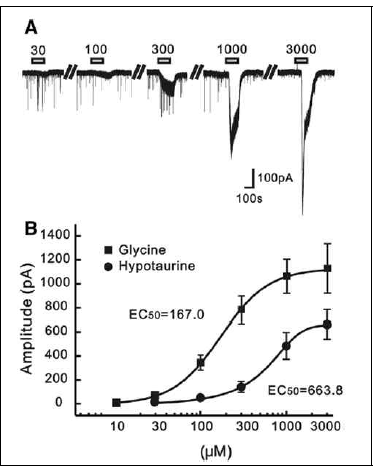 Concentration-dependent activation by hypotaurine