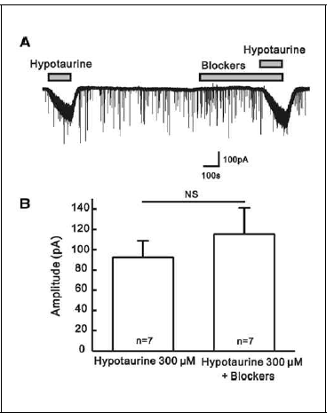 Direct action of hypotaurine