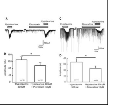 Effects of 50 μM picrotoxin and 10 μM bicuculline on hypotaurine-induced responses