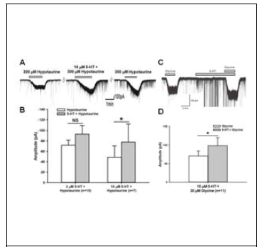Effect of 5-HT on hypotaurine- or glycineinduced responses