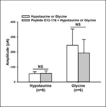 Effect of peptide D12-116 on hypotaurine- or glycine-induced responses