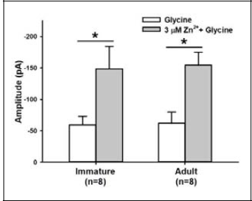 Difference in effect of Zn2+ on glycine-induced responses between the two age groups
