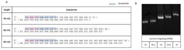 화학적으로 합성한 survivin targeting dsRNA의 sequence 및 gel 사진
