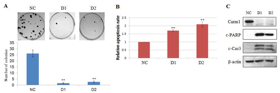 HCT116세포에서 Carm1 발현감소에 의한 colony 형성억제 및 세포사멸의 증가
