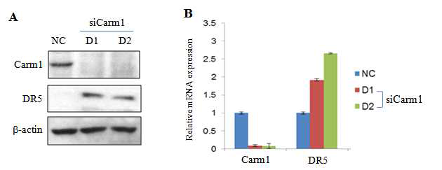 HCT116 세포의 Carm1 발현 억제에 의한 DR5의 발현증가