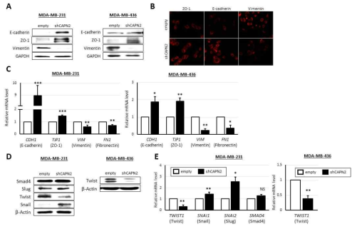 m-Calpain 침묵 세포에서 상피간엽이행관련 단백질 및 mRNA 변화