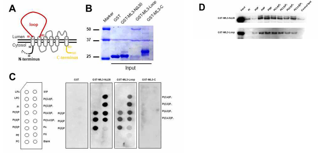 TRPML3와 포스포이노시티드의 결합. A. TRPML3의 N-&C-termini, 1st extracellular loop의 모식도. B. TRPML3의 N-&C-termini, 1st extracellular loop을 GST 융합 단백이 되도록 제작하여 bacteria에서 정제한 후 SDS-PAGE 겔에 로딩한 후 Coomassie blue 염색을 진행하여 단백 정제가 잘 되었음을 확인하였다. C. 정제된 단백을 phospholipid strip에 바인딩 시켜 보았더니 TRPML3의 N-termini와 1st extracellular loop은 7개의 포스포이노시티드와 모두 결합하였다. D. 정제된 단백을 phospholipid coated bead에 바인딩 시켜서 결합을 확인하였다