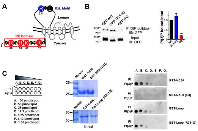 TRPML3와 PI(3)P의 결합 부위. A. TRPML3에 있는 PX domain 과 RxL motif 모식도. B. TRPML3-WT 과 R211Q, 4Q 돌연변이를 이용하여 PI(3)P bead pull down assay를 진행하였다. 4Q 돌연변이가 PI(3)P와의 결합 친화력이 유의하게 감소하는 것을 관찰하였다. C. PI(3)P array binding assay를 통하여 4Q 돌연변이가 PI(3)P와의 결합 친화력이 유의하게 감소하는 것을 재확인하였고 R211Q 돌연변이는 WT 대비 낮은 농도의 PI(3)P에 의해서 결합 친화력이 감소하는 것을 확인하였다