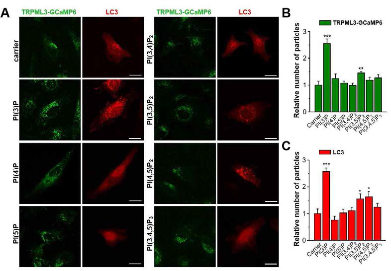 포스포이노시티드가 TRPML3 활성과 오토파지에 주는 영향. A-C. PI(3)P를 넣어준 그룹에서 TRPML3-GCaMP6 융합단백과 LC3의 형광 입자가 크게 증가하였고 PI(3,5)P2에 의해서도 유의하게 증가하였다