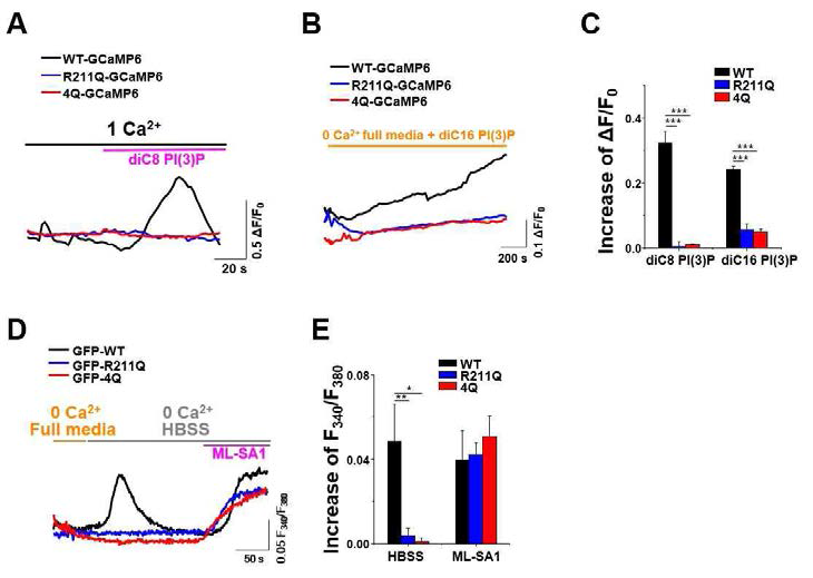 PI(3)P가 TRPML3 활성에 주는 영향. A. WT, R211Q, 4Q-GCaMP6를 발현한 후 diC8 PI(3)P를 흘려주었을 때 TRPML3의 활성을 칼슘이미징을 통하여 관찰하였다. WT만이 PI(3)P에 의해 활성화된다는 것을 알 수 있다. B. 세포 내 PI(3)P를 증가시키기 위해 dic16 PI(3)P를 흘려주거나 C. HBSS를 흘려주어 기아상태를 야기했더니 WT만이 활성화되는 것을 관찰할 수 있다