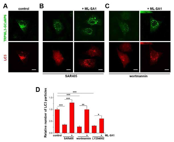 PI(3)P 합성을 저해하는 PI3K 억제제를 이용하여 오토파지를 저해한 후 TRPML3를 활성화시켰을 때 오토파지에 미치는 영향. A-D. TRPML3-GCaMP6와 LC3를 동시 발현 시킨 뒤 class III PI3K 특정 억제제인 SAR405와 모든 PI3K를 억제시키는 wortmannin 혹은 LY294002를 처리하였을때 LC3형광 입자가 유의하게 감소하였고 다시 ML-SA1을 처리하였더니 LC3 형광 입자가 크게 증가하였다