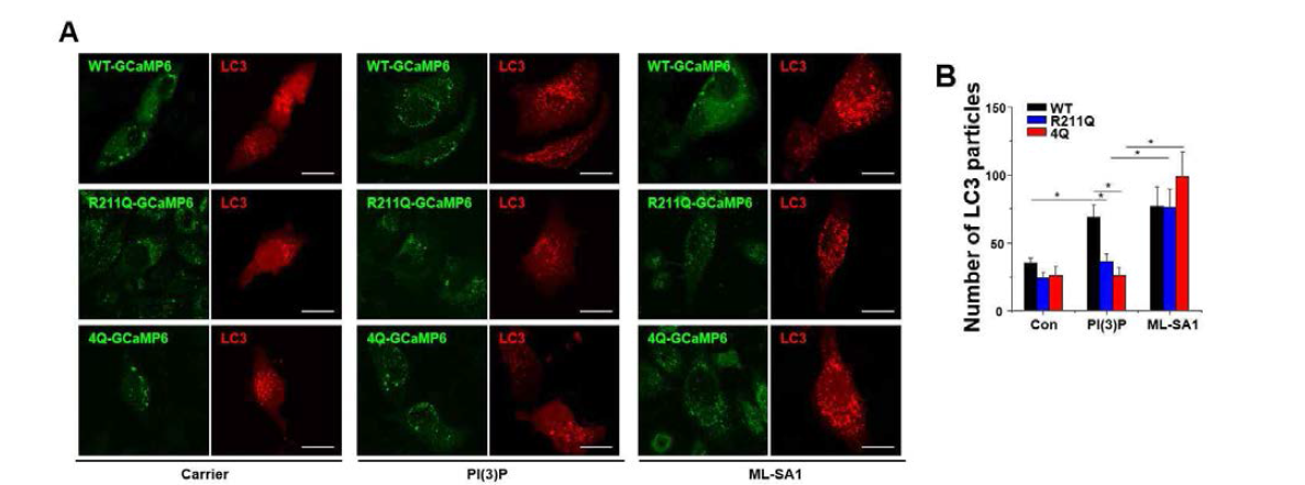 TRPML3와 PI(3)P와의 결합을 방해하는 돌연변이가 오토파지에 미치는 영향. A,B. WT, R211Q, 4Q-GCaMP6와 LC3를 각각 발현 시킨 뒤 PI(3)P를 넣어주어 오토파지를 유도했더니 WT은 LC3 형광 입자가 크게 증가 하였지만 돌연변이는 전혀 변화가 없었다. 이때 ML-SA1을 처리하여 WT 및 돌연변이를 활성화 시켰더니 돌연변이 그룹에서도 다시 오토파지가 회복 되었다