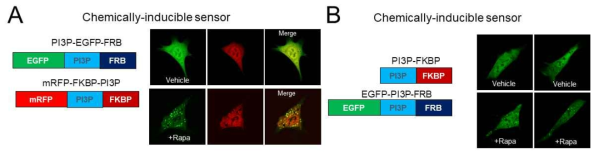 FRB-rapamycin-FKBP복합체를 활용해 제작한 chemical-inducible PI3P 탐침