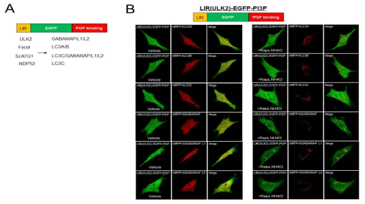 LC3/GABARAP단백질들에 선택적 친화성이 높은 LIR부위로 치환하여 새로운 탐침을 제작함(A). 이중 ULK2의 LIR 부위를 활용한 탐침의 mRFP-GABARAP/-L1/-L2-positive 자가포식체로의 타기팅