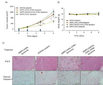 ATRA 용액, OHOA 삽입 리포좀 봉입형, 2OHOA 미삽입 리포좀 봉입형 ATRA의 SCC-1 xenograft 마우스 모델에서의 (A) 암조직 성장 (B) 마우스 체중에 미치는 영향 (C) 조직염색 결과