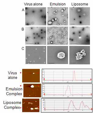 리포좀, 에멀젼 복합체 또는 바이러스 단독의 (A) TEM (B) AFM이미지