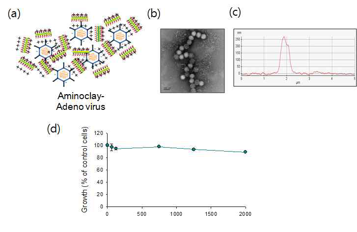 (a) 클레이-바이러스의 하이브리드 형성 모식도 (b) TEM 이미지 (C) AFM 분석 결과 및 (d) 세포 독성 시험 결과