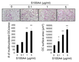 재조합 S100A4 단백질에 의한 파골세포 분화 증가. 0~5 ug/ml의 재조합 S100A4 단백질을 파골세포 전구체에 처리 후 TRAP 염색을 통하여 핵숫자 3개 이상의 세포의 개수를 측정하고 그 면적을 측정함