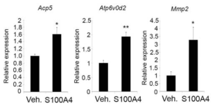 재조합 S100A4 단백질에 의한 파골세포 마커 증가. 1 ug/ml의 재조합 S100A4 단백질을 파골세포 전구체에 처리 후 Acp5, Atp6v0d2, Mmp2 mRNA의 양을 리얼타임 피시알을 통해 측정함