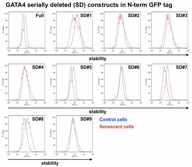 GATA4 construct의 세포노화 반응 시 안정성 변화