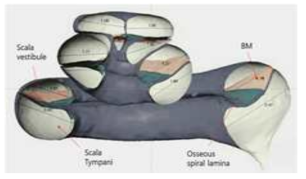 Three-dimensional cochlea of human