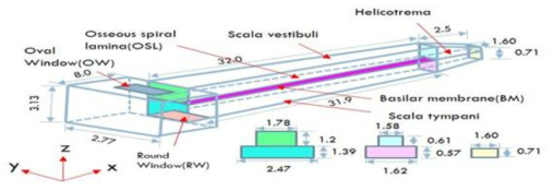 Geometry of FE model of human cochlea