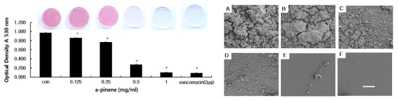 Safranin staining and SEM of MRSA biofilm (A) Control (B) 0.125 mg/ml (C) 0.25 mg/ml (D) 0.5 mg/ml (E) 1.0 mg/ml (F) positive control (Vancomycin-2㎍/ml), bar=10㎛