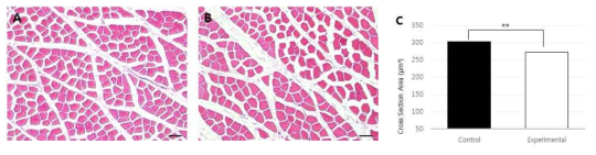 Muscle fiber 단면. A, 실험군. B, 대조군 (HE염색, 200x, scale bar 50μm.; C, 통계분석 결과