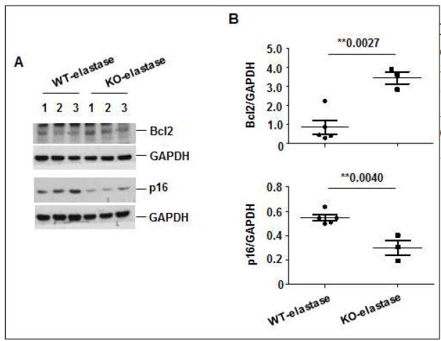 Cereblon WT, KO 생쥐에서 elastase 처치 후 폐조직에서 Bcl2, p16 발현 평가. A, Elastase (0.5 U/20g mouse)를 생쥐 기관지 내로 주입하고 day 21에 생쥐 폐조직을 적출. 총단백을 추출하고, Bcl2, p16, GAPDH에 대한 발현을 Western blot 분석으로 평가. B, (A) 결과에 대한 densitometry
