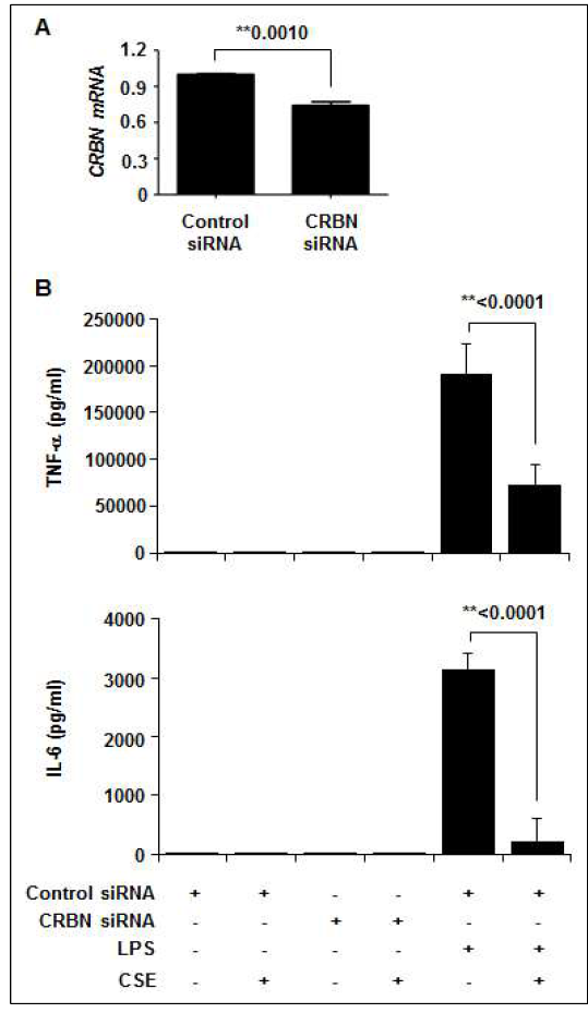 대식세포에서 담배연기추출물 처치로 유도된 염증매개 싸이토카인 생성에 미치는 cereblon의 역할 평가. A-B, 대식세포주 RAW264.7에 control siRNA, CRBN siRNA를 주입하고, 48 시간 후에 담배 연기추출물을 처치. 세포 총 RNA를 추출하고, CRBN, GAPDH에 대한 real-time PCR 수행 (A). 세포배양액 내로 분비한 염증매개 싸이토카인 TNF-α, IL-6를 multiplex bead assay로 평가. Positive control로 내독소(lipopolysaccharide, LPS), 100 ng/ml 처치