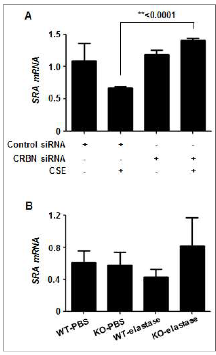 담배연기추출물 처치로 감소된 scavenger 수용체 class A macrophage scavenger receptor (SRA) 발현에 미치는 cereblon의 역할 평가. A, 대식세포주 RAW264.7에 control siRNA, CRBN siRNA를 주입하고, 48 시간 후에 담배연기추출물을 처치. 세포 총 RNA를 추출하고, SRA, GAPDH에 대한 real-time PCR 수행. B, Cereblon WT, KO 생쥐에 elastase (0.5 U/20g mouse)를 생쥐 기관지 내로 주입하고 day 21에 생쥐 폐조직을 적출. 총 RNA를 추출하고, SRA, GAPDH에 대한 real-time PCR 수행