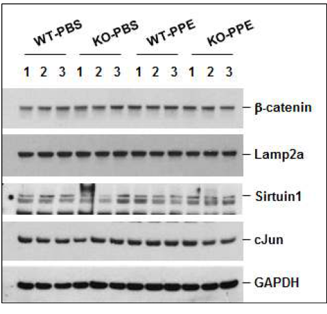 Cereblon WT, KO 생쥐에서 elastase 처치 후 폐조직에서 β-catenin, Lamp2a, sirutin1, cJun 발현 평가. Elastase (0.5 U/20g mouse)를 생쥐 기관지 내로 주입하고 day 21에 생쥐 폐조직을 적출. 총단백을 추출하고, β-catenin, Lamp2a, sirtuin1, cJun, GAPDH에 대한 발현을 Western blot 분석으로 평가