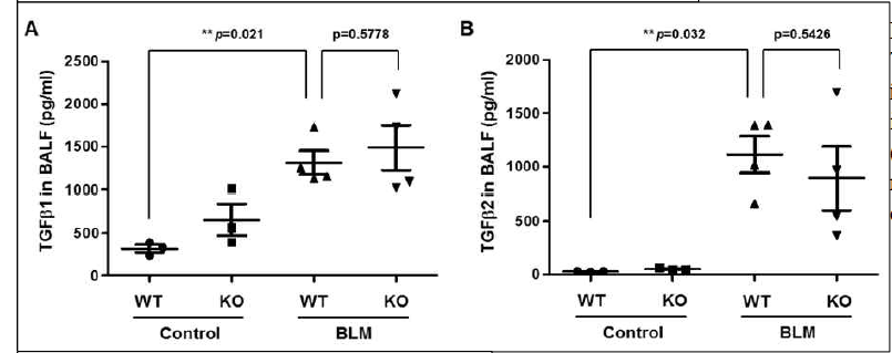 Bleomycin increased TGFβ which was not affected in Crbn KO mice. A-B, TGFβ in bronchoalveolar lavage fluid (BALF) was determined by multiplex bead assay (WT, KO control n=3; BLM treated n=4)