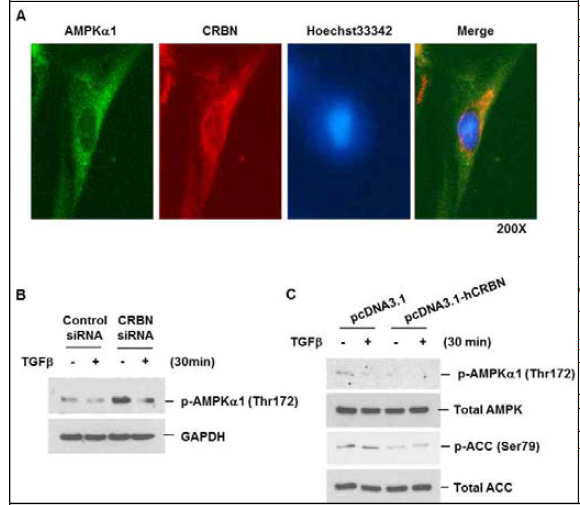 Cereblon interacted with AMPKα1 and inactivated AMPKα1 in human lung fibroblast. A, IMR90 cells were double stained with specific antibodies against cereblon and AMPKα1 and the expression patterns were visualized using EVOS FL microscope. AMPKα1, cereblon, Hoechst33342, and merged images are in green, red, blue, and yellow, respectively. (200X) B, Cells were transiently transfected with control or cereblon siRNAs. C, Cells were transiently transfected with control or cereblon overexpression vectors. Forty-eight hours after transfection, cells were treated with TGFβ (10 ng/ml) for 30 min. Total cellular extracts were subjected to Western blot analysis for p-AMPKα1, total AMPK, p-Acetyl-CoA Carboxylase (Ser79) (p-ACC) and total ACC, and GAPDH. Results are representative of three independent experiments