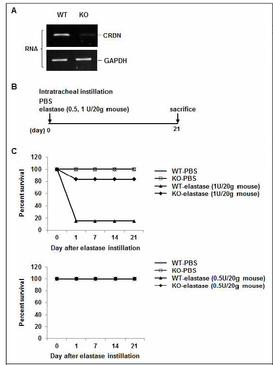 Cereblon WT, KO 생쥐에서 elastase 처치 후 생존능 평가. A, WT, KO 생쥐의 폐조직에서 RNA 추출. cereblon (CRBN)에 대한 RT-PCR 수행. B-C, Elastase (0.5 U/20g 생쥐 또는 1 U/20g 생쥐)를 생쥐 기관지 내로 주입하고, 생쥐 생존능 평가. Elastase (1 U/20g 생쥐) 처치는 day 1에 WT 생쥐 13마리 중 11마리 폐사 유도하였음. KO 생쥐 6마리 중 1마리 폐사 유도하였음. Elastase (0.5 U/20g 생쥐) 처치는 day 21 (폐기종형성)까지 WT, KO 생쥐의 폐사를 유도하지 않았음