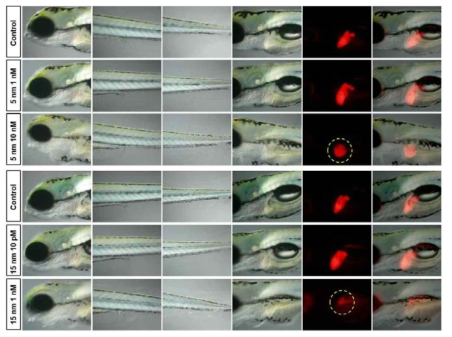 다양한 농도의 5 nm와 15 nm 크기를 가지는 upconversion 나노형광체가 처리된 zebrafish의 간형질 전환을 보여주는 형광 이미징 사진