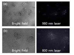 980 nm 적외선 레이저와 (b) 800 nm 적외선 레이저를 광원으로 하여 PAAs로 표면 개질된 코어/쉘/쉘 구조의 upconversion 나노형광체가 uptake된 HepG2 세포의 형광 이미징 사진